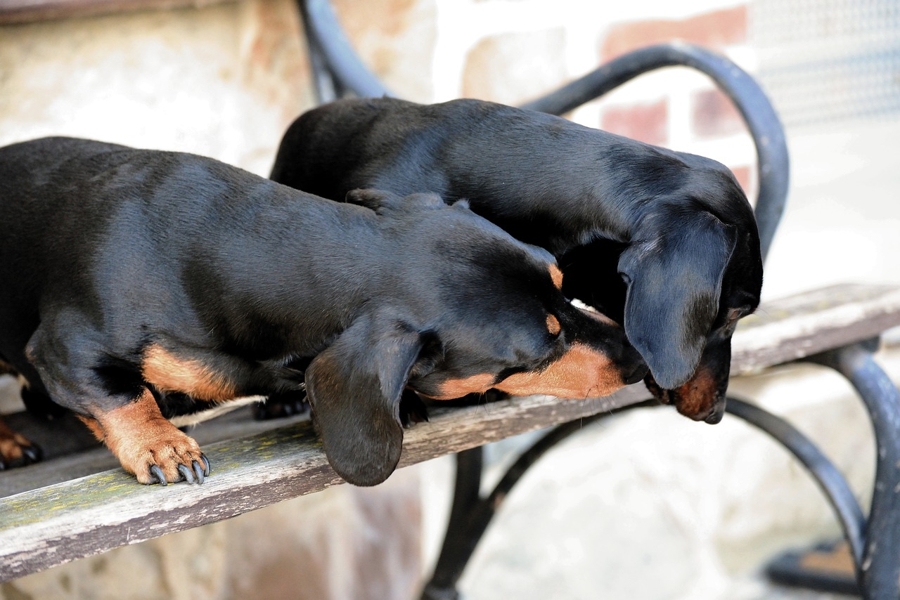 Tips for Reducing Stress During Vet Visits